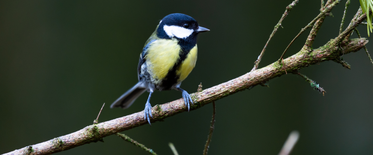 bluetitscotland